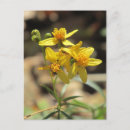 Search for little flowers postcards Wildflowers