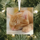 Search for orange kitten christmas tree decorations Domestic cat