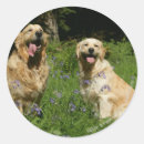 Search for bluebell flower stickers Panting