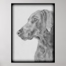 Search for grey dog posters Weimaraner