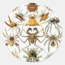 Search for arachnid stickers Insects