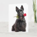 Search for scottish terrier valentines day cards Animal