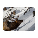 Search for bull elk magnets Antlers