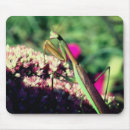 Search for praying mantis electronics Nature