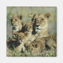 Search for low lying magnets Lion