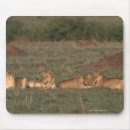 Search for four animals mousepads Outdoors