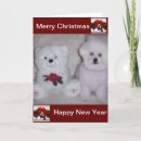 Search for bichon frise christmas cards White
