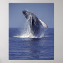 Search for breaching posters Marine life