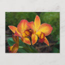 Search for breeder postcards Grower