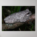 Search for frog posters Animals