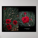 Search for carnations art Dianthus