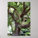 Search for oaks posters Park