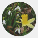 Search for spring daffodil stickers Garden