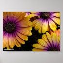 Search for osteospermum posters Daisies
