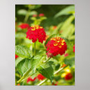 Search for native plants posters Botanical