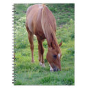 Search for gelding Sorrel