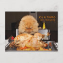 Search for thanksgiving cat postcards Turkey