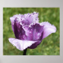 Search for fringe posters Floral