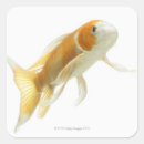 Search for swim fins stickers Full length