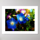 Search for glories posters Morning glory
