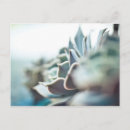 Search for echeveria postcards Botany