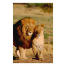 Search for lioness posters Mammal