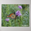 Search for monarch butterfly posters Insects