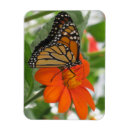 Search for monarch butterfly magnets Nature