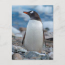 Search for neko postcards Antarctica