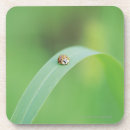 Search for insect barware Brown