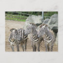 Search for black and white zebra postcards Stripe