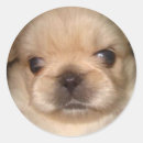 Search for pekingese dog stickers Pet