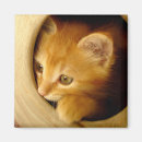 Search for peek magnets Kitten