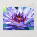 Search for lillie postcards Water