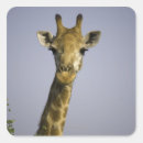 Search for giraffe head stickers Outdoors