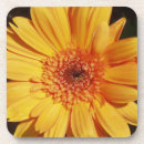 Search for gerbera coasters Orange