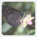 Search for blue black butterfly stickers Butterflies