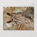 Search for horned postcards Great horned owl