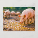 Search for swine postcards Humour