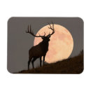 Search for rise magnets Usa