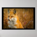 Search for cute red fox posters Nature