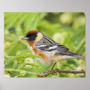 Search for warbler posters Branch