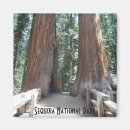 Search for sequoia magnets Forest