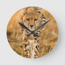 Search for acinonyx art Colour image