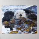 Search for kelp posters California