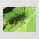 Search for box elder Insect