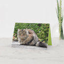 Search for coon cat cards Cute