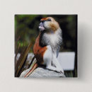 Search for monkey square badges Wildlife