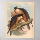 Search for falcon art Vintage