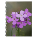 Search for pocket rocket photography Wildflower
